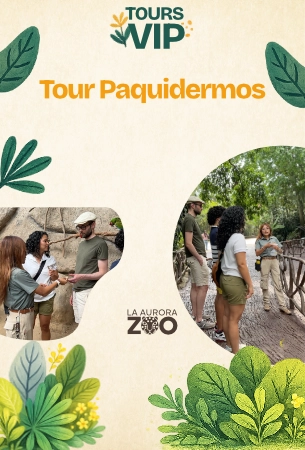 Experiencia con elefantes, rinocerontes e hipopótamos