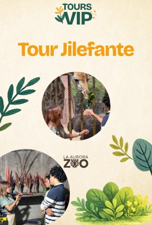 Experiencia alimentando jirafas, elefantes y lémures