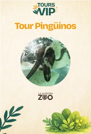 Experiencia con pingüinos