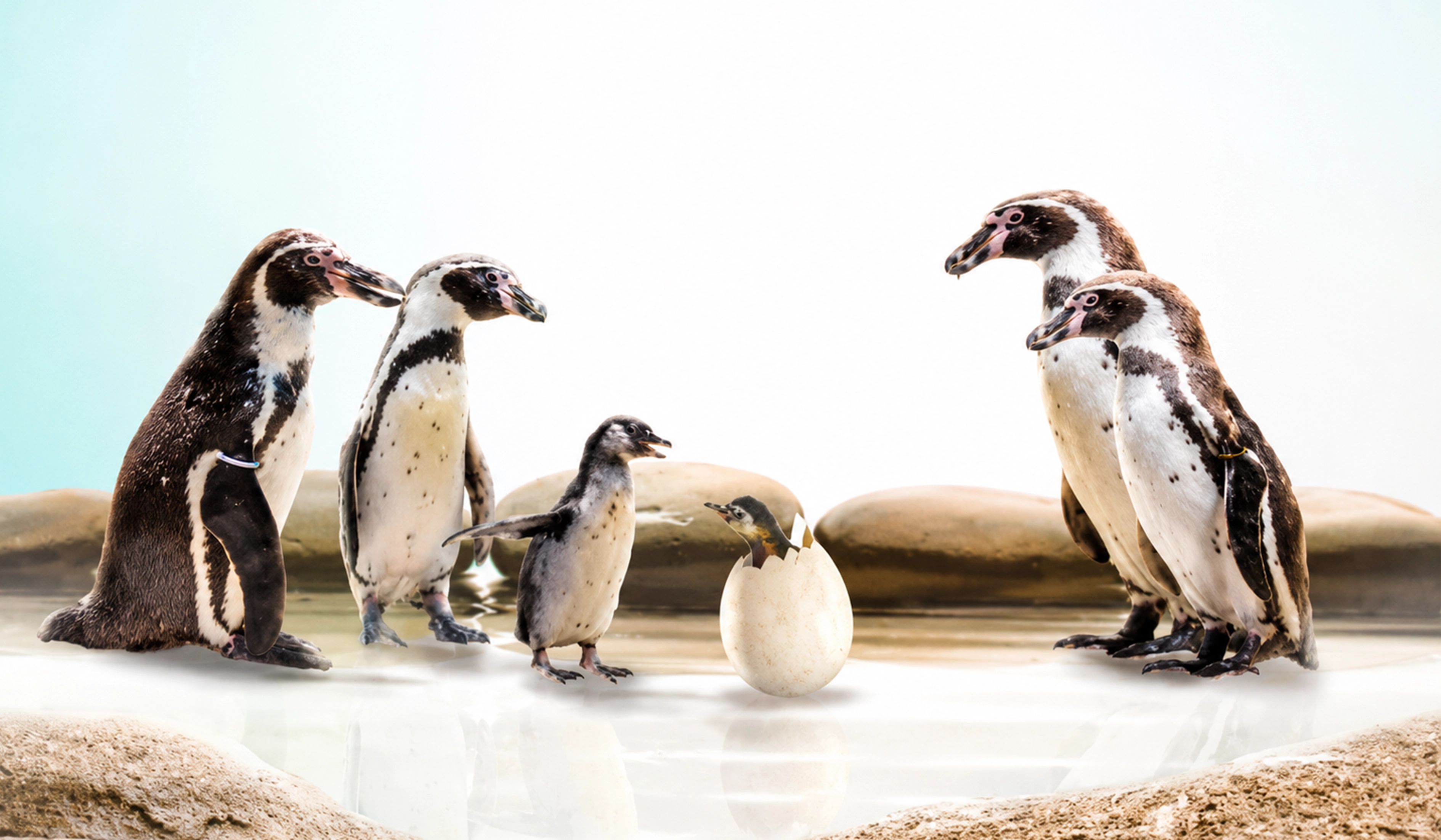 Blogs científicos del Zoológico La Aurora