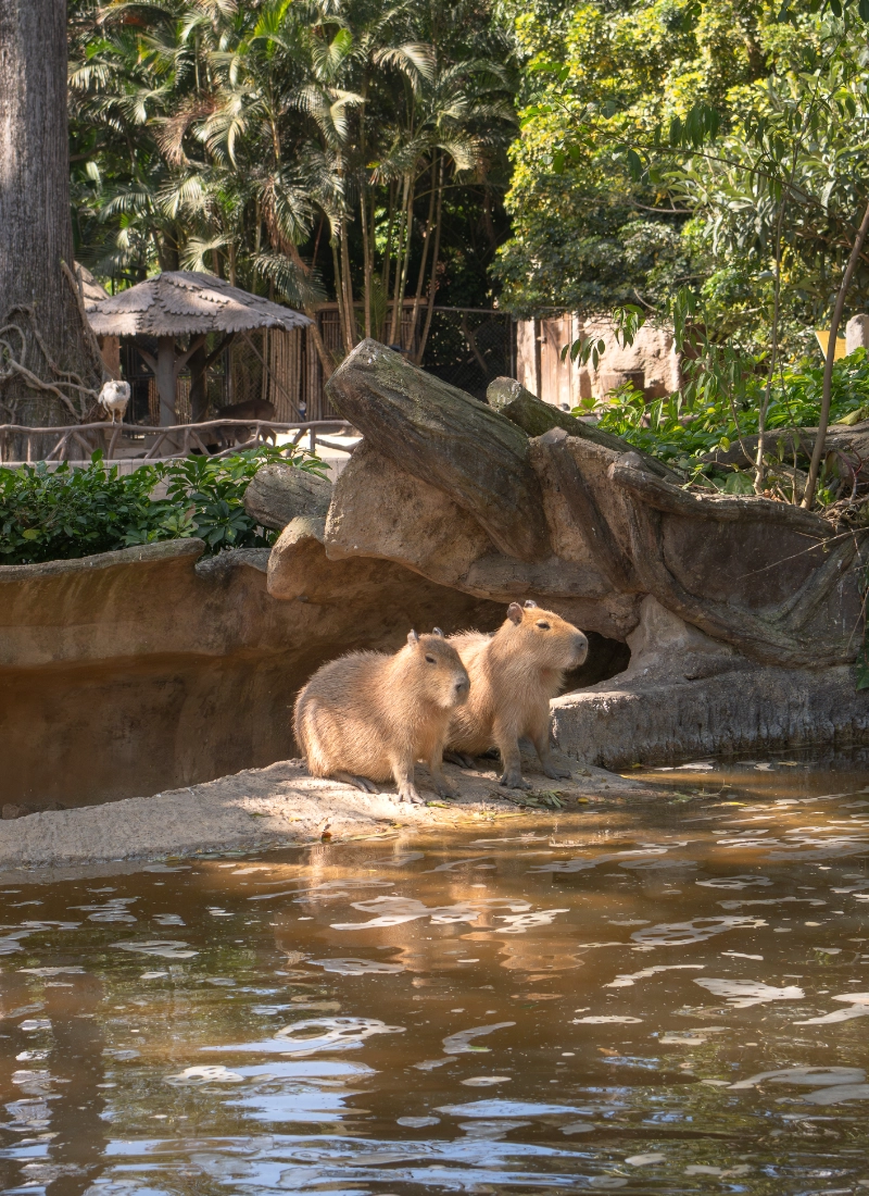 Capibaras en Zoológico La Aurora