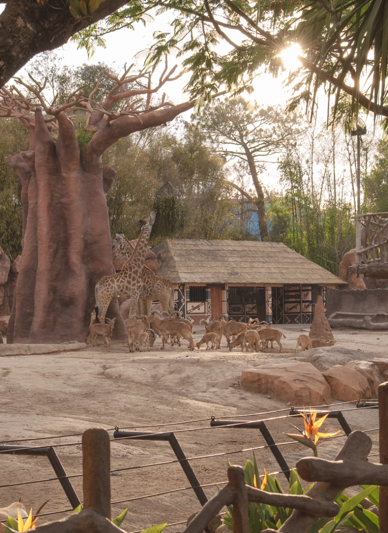 Jirafas en Zoológico La Aurora