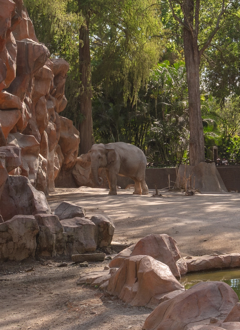Elefante en Zoológico La Aurora