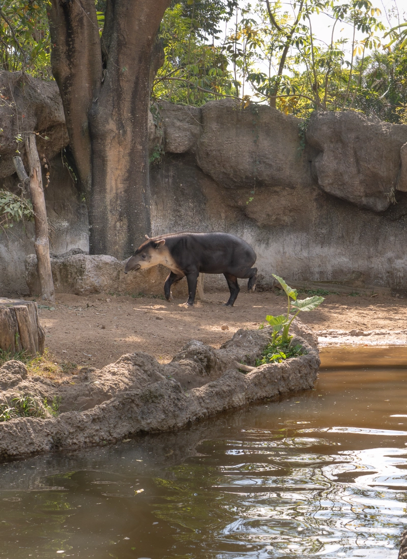 Tapir en Zoológico La Aurora