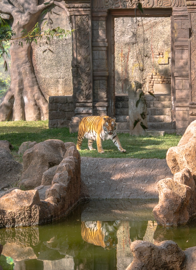 Tigre en Zoológico La Aurora