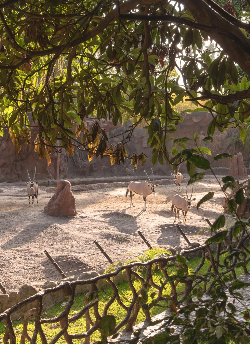 Oryx gazella en Zoológico La Aurora