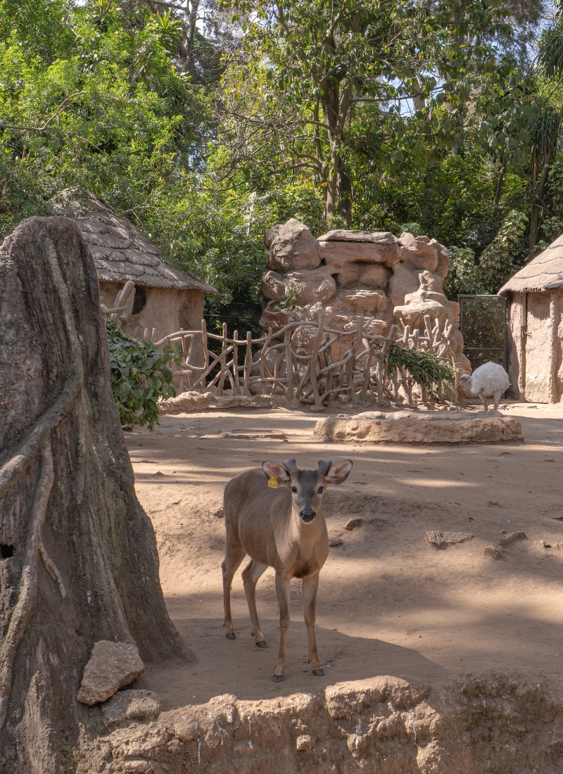 Venado cola blanca en Zoológico La Aurora