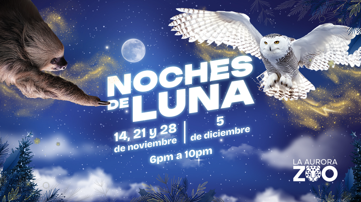 Cierre Festivo - Noches de Luna 5 de Diciembre